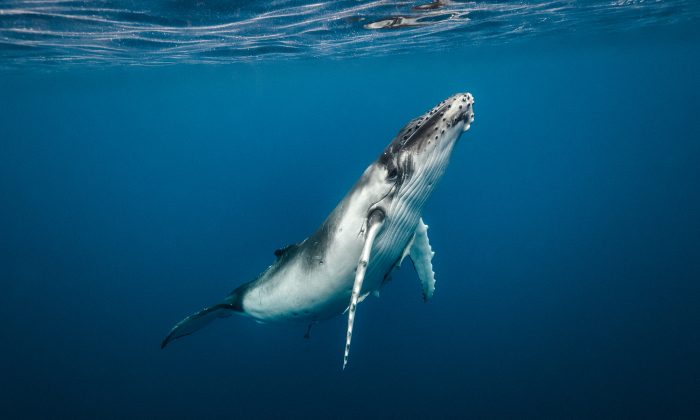 Imagen ilustrativa de una ballena. (Shutterstock)