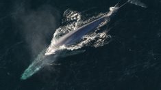 Dron capta imágenes nunca vistas de enormes ballenas azules y miles de delfines