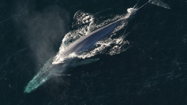 Imagen ilustrativa de una ballena azul. (CC0 Public Domain)