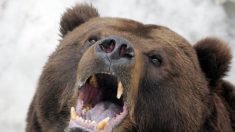 Cazadores encuentran a un hombre vivo atacado por un oso y guardado como comida: “parecía una momia”