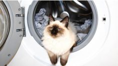 Gato afortunado sobrevive a un ciclo completo del lavarropas