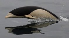 Por primera vez logran fotografiar al exótico delfín liso en aguas del Estrecho de Magallanes
