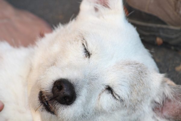 El ingenioso perro se hace el dormido para evitar que lo bañen. Imagen ilustrativa. (Crédito: Pixabay/PICNIC_Fotografie)