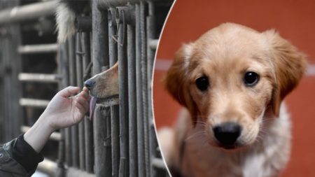 Grupo de occidentales rescata a cientos de perros que iban a ser comidos en China