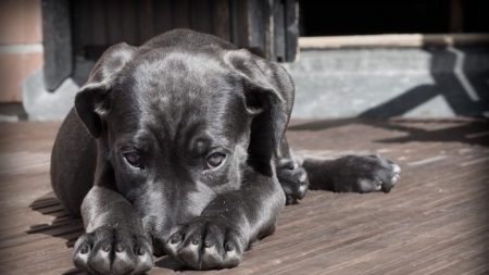 Mujer enfrenta cargos por atar la boca de su cachorra durante más de 48 hs para que no ladre