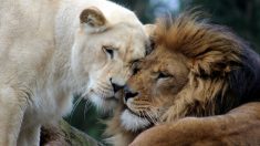 Encuentran 108 leones en una granja que los criaba para matarlos y vender sus huesos