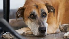 Perro asustado es arrastrado por su familia a un refugio. Un día después su vida cambia por completo