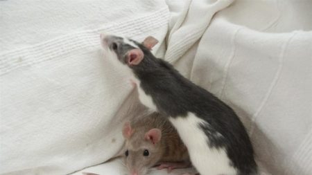 Niña queda “al borde de la muerte” al contraer una enfermedad transmitida por sus ratas mascota