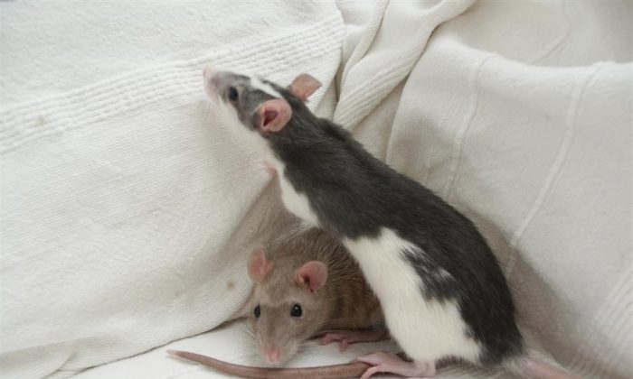 Dos ratas mascotas. (Beringar/Wikimedia Commons [CC BY-SA 3.0 (http://creativecommons.org/licenses/by-sa/3.0/)])