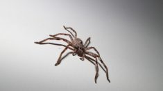 Mujer australiana descubre una araña gigante del tamaño de un plato en su sala de estar