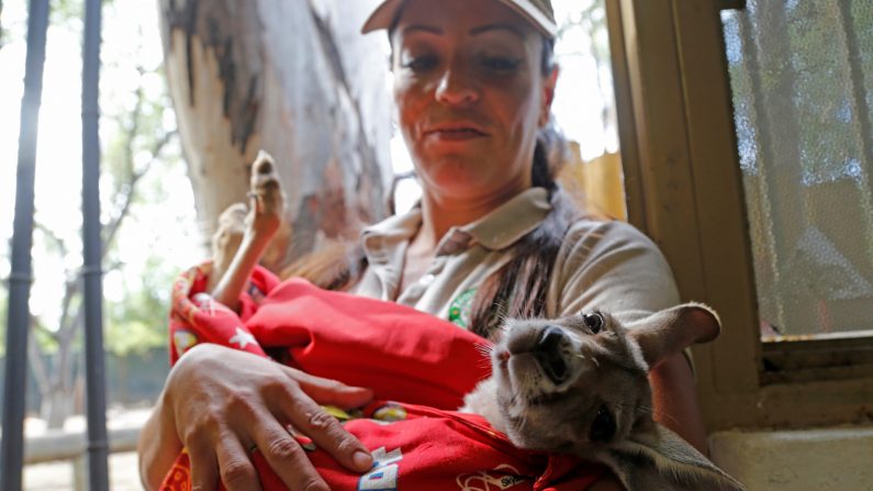 Fotografía de Khya, una canguro rojo bebé, el 13 de julio de 2019, en Guadalajara (México). EFE/Francisco Guasco

