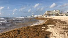 Marina de México reconoce que el arribo de sargazo provoca una situación «crítica»