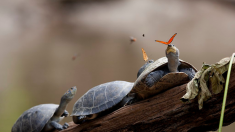 Mariposas beben lágrimas de tortuga, salado néctar de supervivencia en el Amazonas de Perú