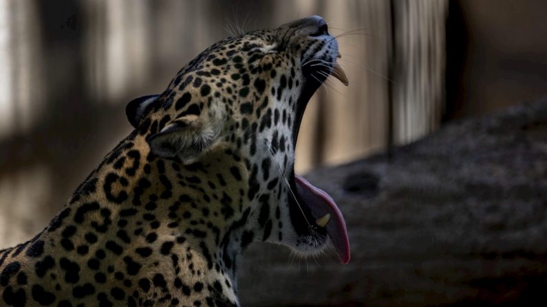 Un ejemplar de jaguar, especie en peligro de extinción, es visto en el Zoológico Nacional en Managua (Nicaragua), donde permanecen 945 especies en protección, mientras esperan para ser liberadas. EFE/Jorge Torres/Archivo
