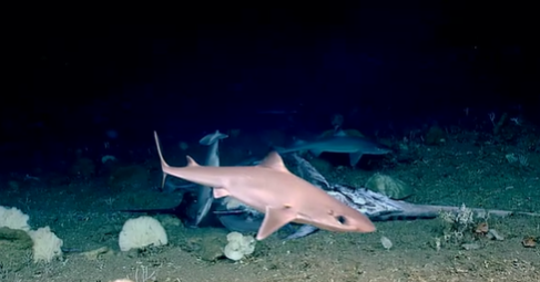 Tiburón en las profundidades del océano delante de un pez espada muerto. (Ship Okeanos Explorer /NOAA)