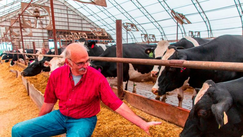 El agricultor Bill Sorg con sus vacas en su granja lechera en Hastings, Minnesota, el 3 de octubre de 2018. (KEREM YUCEL/AFP/Getty Images)