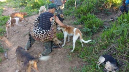 Acusan a dentista brasilero de matar a miles de jaguares protegidos