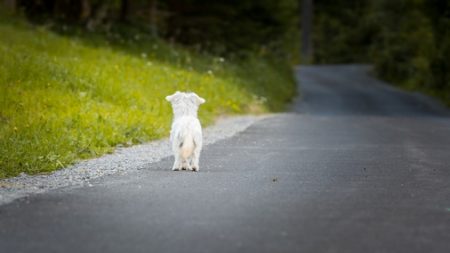 Perro sigue esperando a su dueño en la carretera después de 18 meses de su muerte en un accidente