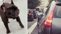 Esta perrita fue arrastrada hasta la muerte luego de haber sido atada a un automóvil y obligada a correr
