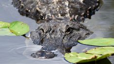 Enorme caimán de casi 2 metros amenaza a migrantes que cruzan a nado el Río Grande