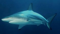 Hombre saca de su pierna un diente de tiburón 25 años después de ser mordido