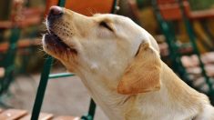 Un perro llora la pérdida de su dueño sobre su ataúd en Lima, pidiéndole que regrese