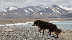 Famoso perrito guía a los turistas en la montaña de los 7 Colores en Perú: ¡todos quieren conocerlo!