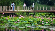 Turistas irrumpen en ecoparque chino y saquean su atracción principal: las flores de loto