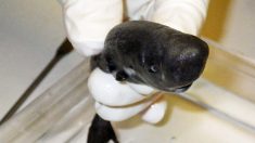 Identifican nueva especie de tiburón de bolsillo y el macho brilla en la oscuridad