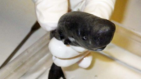 Identifican nueva especie de tiburón de bolsillo y el macho brilla en la oscuridad
