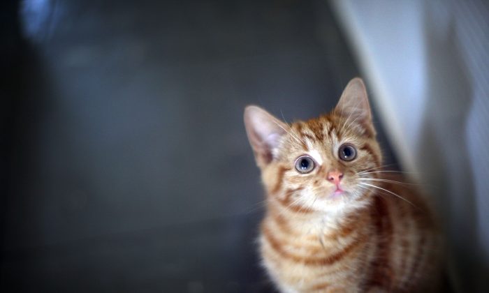 Foto de archivo de un gatito. (Christopher Furlong/Getty Images)