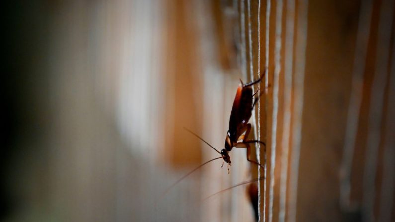 Resistencia de las cucarachas las hace invencibles a los insecticidas, pero hay otras opciones (WANG ZHAO/AFP/Getty Images)