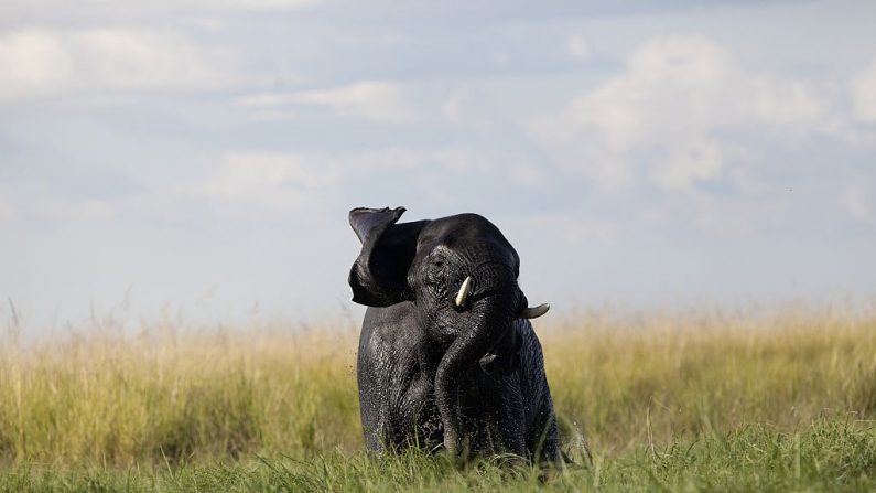 Un joven elefante pasta en el río Chobe en el Parque Nacional de Botswana Chobe, en el noreste del país el 20 de marzo de 2015. Los elefantes africanos podrían extinguirse en la naturaleza en unas pocas décadas, advirtieron los expertos el 23 de marzo de 2015 en una importante cumbre de conservación en Botswana que destacó una disminución alarmante en los números debido a la caza furtiva (CHRIS JEK / AFP / Getty Images)