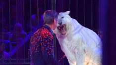 Domador de tigres del circo Orfei muere atacado por sus cuatro felinos