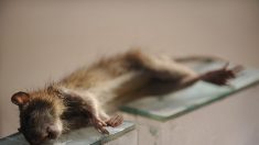 California anuncia que esparcirá veneno para ratas en islas que son refugio de Vida Silvestre