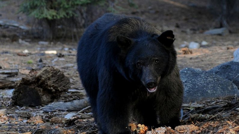 Oso negro en Estados Unidos. Imagen de arhivo. (MARK RALSTON / AFP / Getty Images)