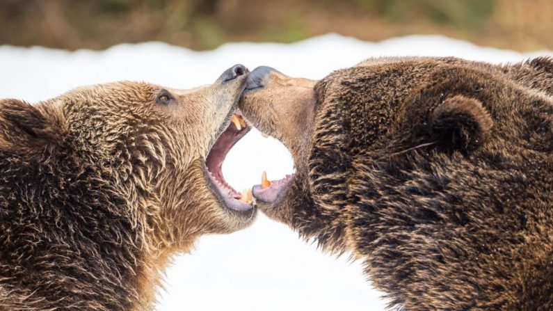 Imagen de archivo de dos osos pardos luchando en el parque de animales en Neuschoenau, al sur de Alemania, el 25 de marzo de 2018. (LINO MIRGELER/AFP/Getty Images)
