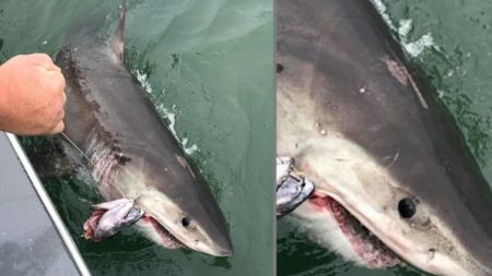 Capitán atrapa un tiburón gigante y tiene que anclar el barco porque lo estaba remolcando (video)