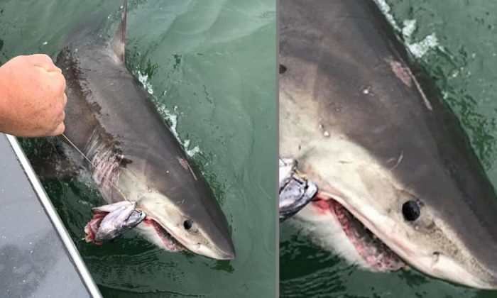 El capitán Joe Gámez, capturó un gran tiburón blanco cerca de Alcatraz en la Bahía de San Francisco, California, el 13 de julio de 2019. (Cortesía de Golden State Sportfishing/Facebook)