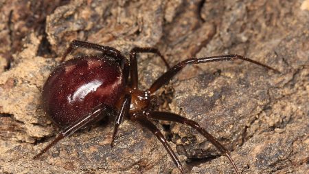 Esto es lo que hace una picadura de la araña falsa viuda negra, dice mujer atacada dos veces