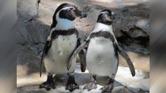 Policía desaloja a dos pingüinos de un bar de sushi, pero al rato regresan desafiando a la autoridad