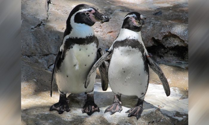 Imagen ilustrativa de dos pingüinos. (Skeeze/Pixabay)