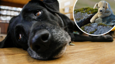 Foto de perrito sin hogar aferrado a su osito de peluche provoca indignación en las redes