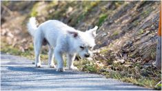 Perrito espera día y noche por 18 meses en la tumba de su amo que perdió la vida en accidente de auto