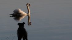 Cisne mata a un Cocker Spaniel en un parque de Dublin