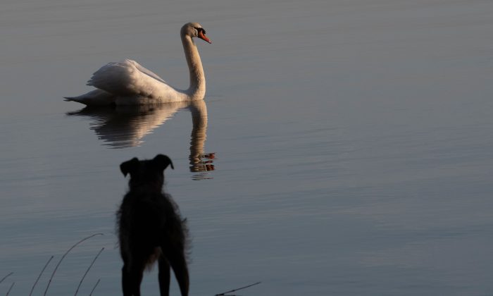 En esta imagen de archivo, un perro observa a un cisne nadando en el lago Wannsee en Berlín el 25 de febrero de 2019. (Paul Zinken/AFP/Getty Images)