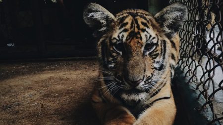 Lanzan un asno aterrorizado al foso del tigre en un Zoo, una tendencia inquietante en China