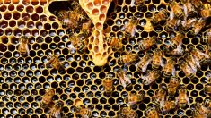 Encantador de abejas tarda 5 horas en quitar un panal gigante escondido detrás de una pared