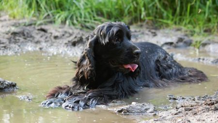 Advertencia: Perrita muere 30 minutos después de comer algas azul verdosas, dice dueño