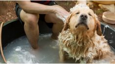 Perrito que adora ser bañado se relaja como si estuviera en un spa y su dueño le da el gusto